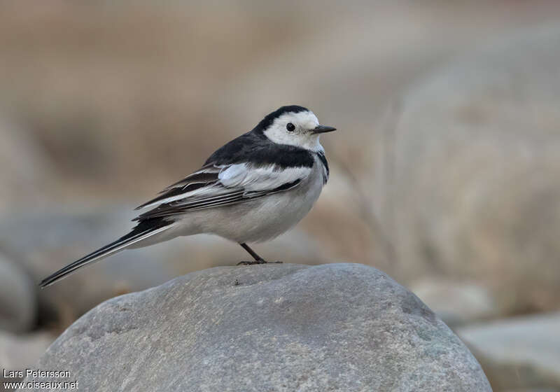 White Wagtail