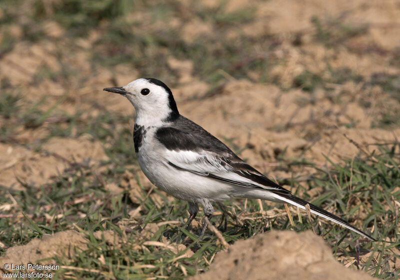 White Wagtail