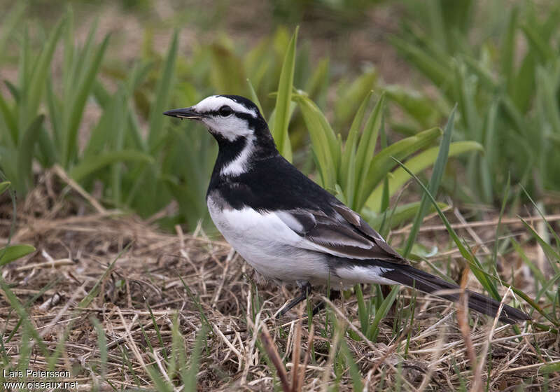 White Wagtail