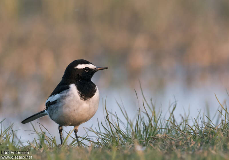 White-browed Wagtailadult