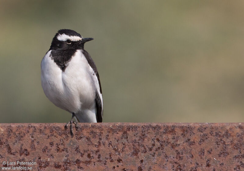 White-browed Wagtail