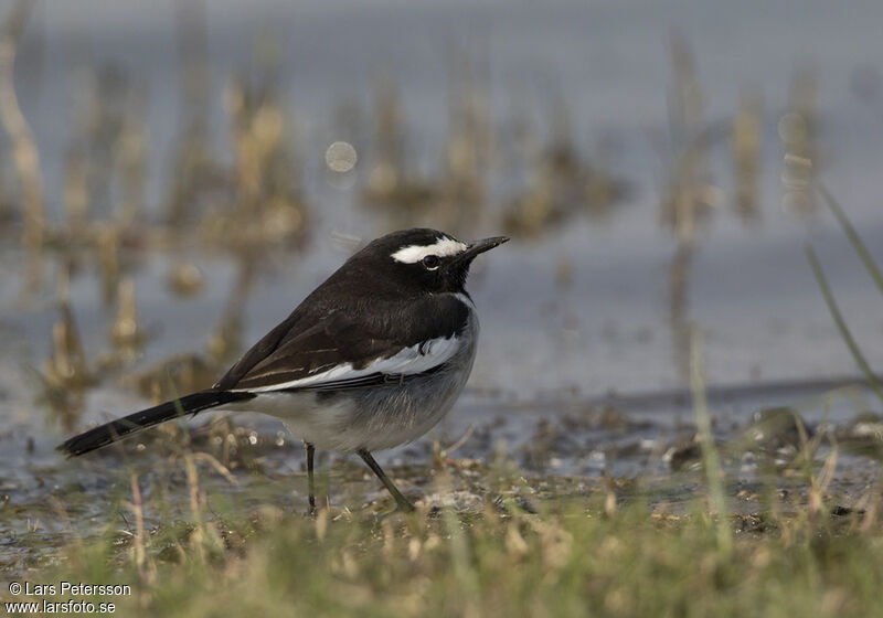 White-browed Wagtail