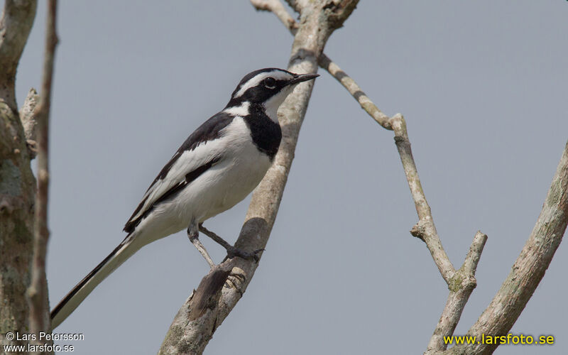 African Pied Wagtail