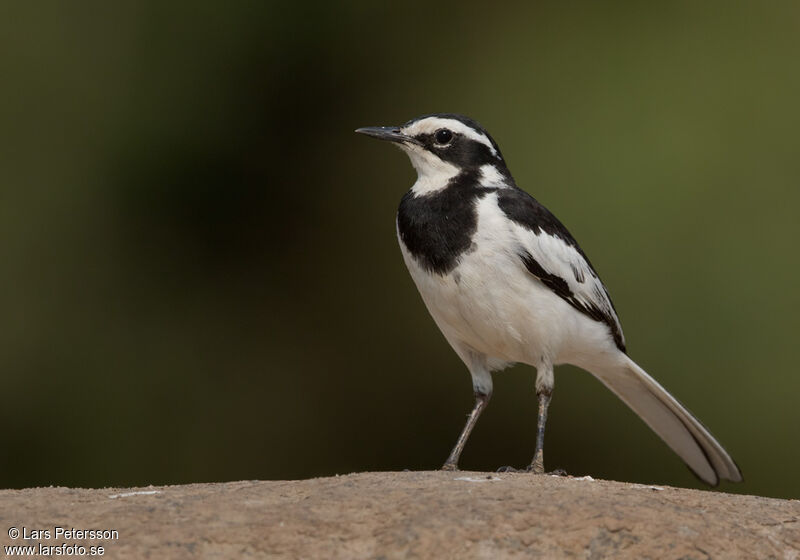 African Pied Wagtail