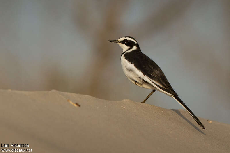 African Pied Wagtailadult