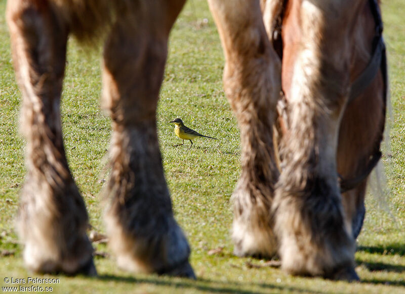 Western Yellow Wagtail