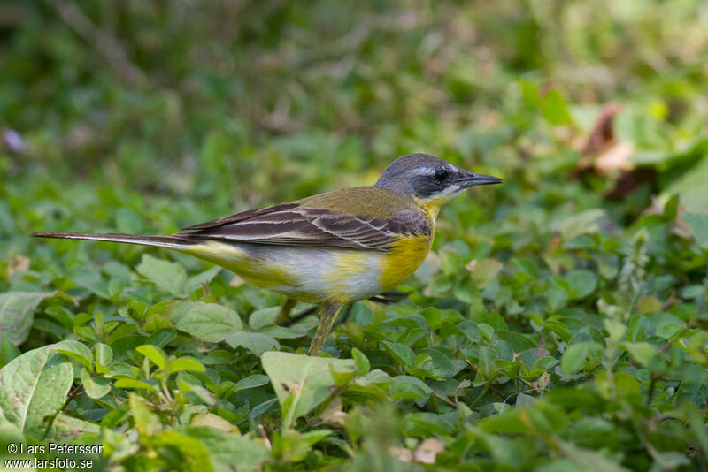 Western Yellow Wagtail