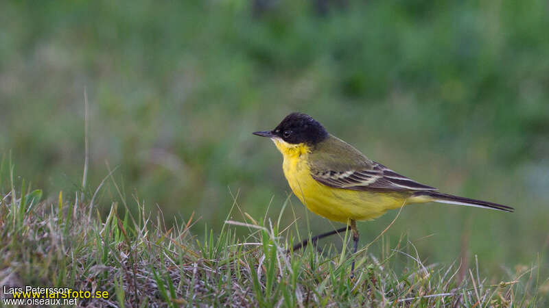 Western Yellow Wagtail male adult breeding, identification