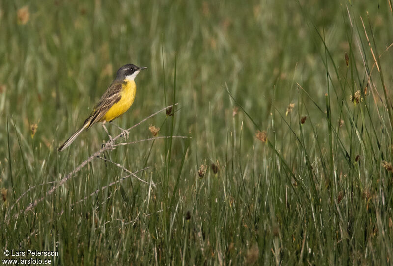 Western Yellow Wagtail