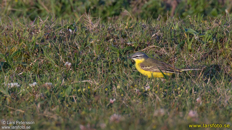 Western Yellow Wagtail