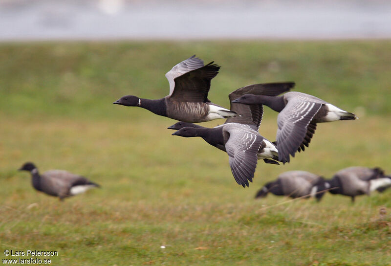 Brant Goose