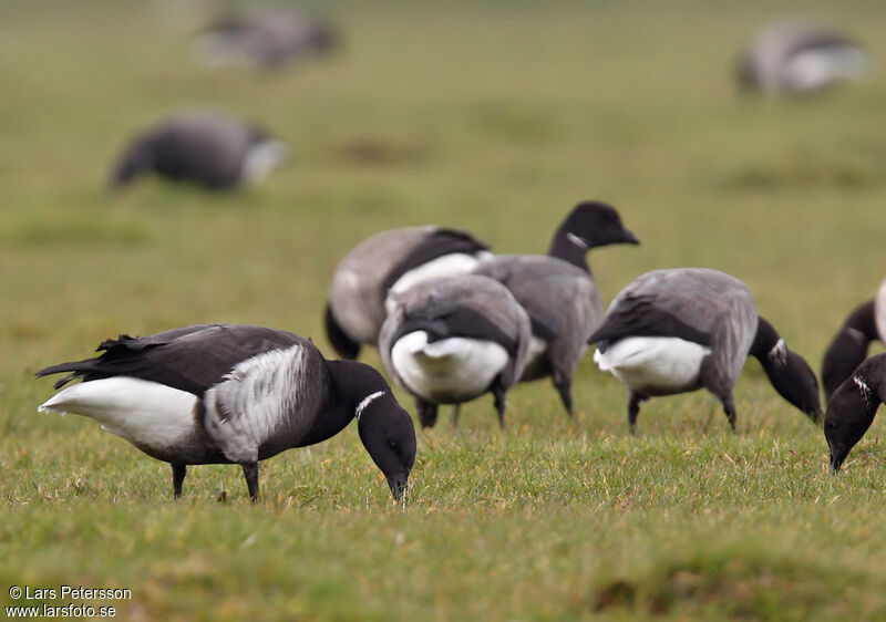 Brant Goose