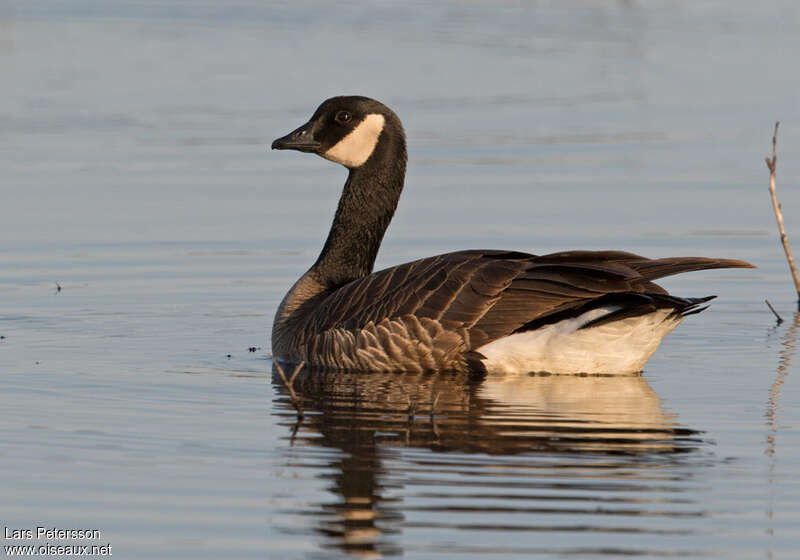 Cackling Gooseadult, pigmentation, swimming