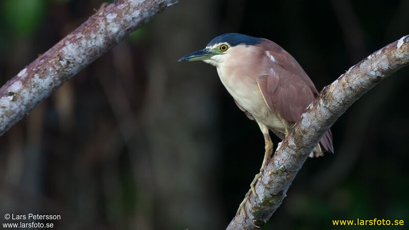 Nankeen Night Heron