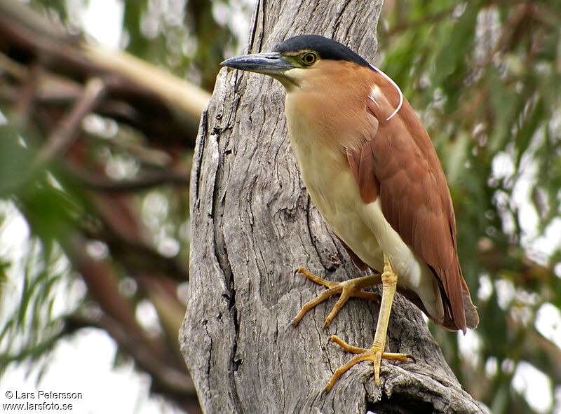 Nankeen Night Heron