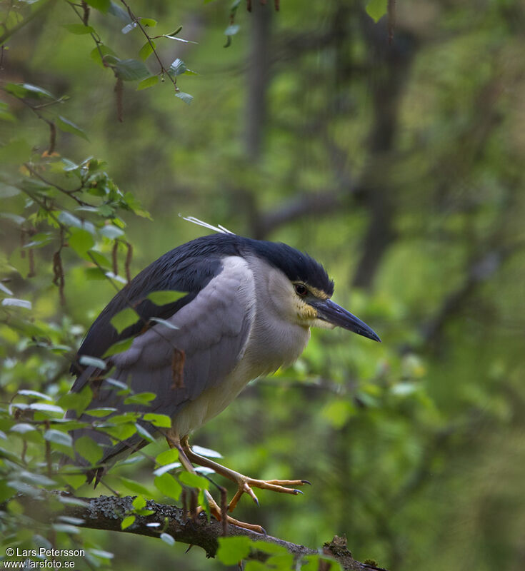 Black-crowned Night Heron