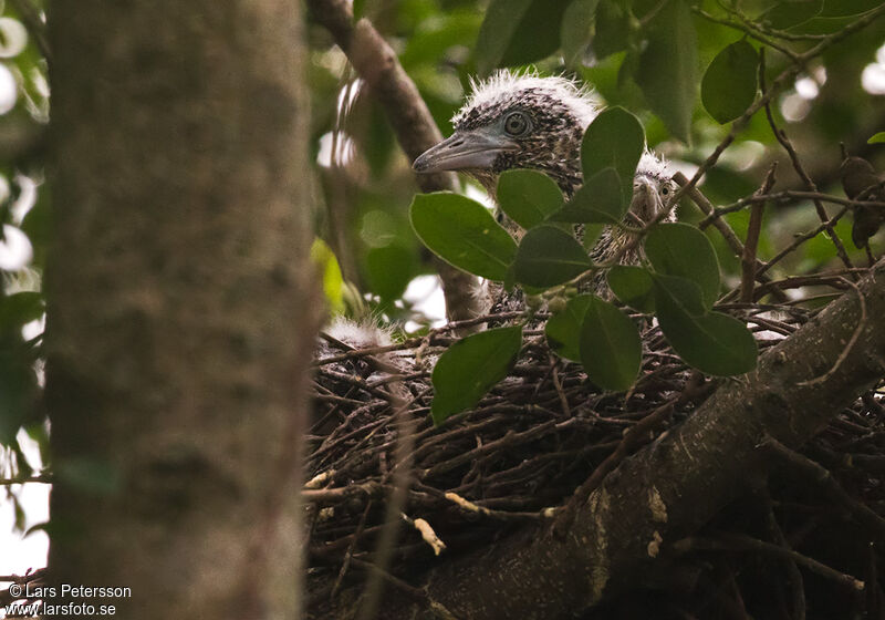 Malayan Night Heron