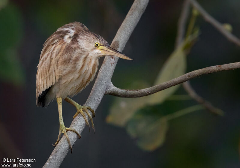 Yellow Bittern