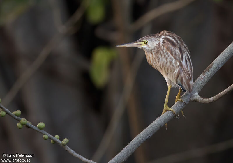 Yellow Bittern