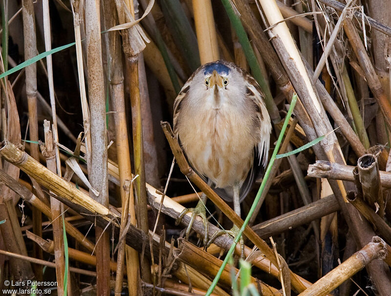 Little Bittern