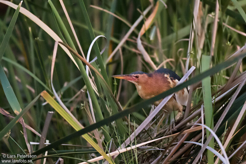 Little Bittern