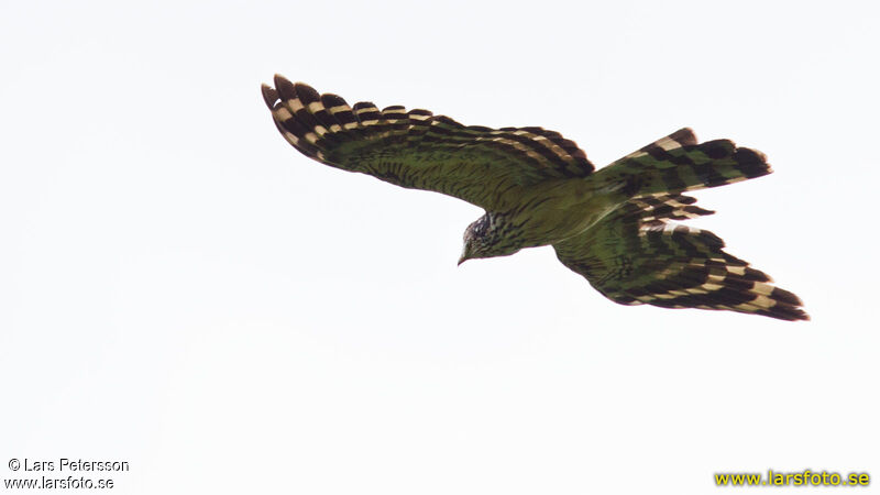 Long-tailed Honey Buzzard