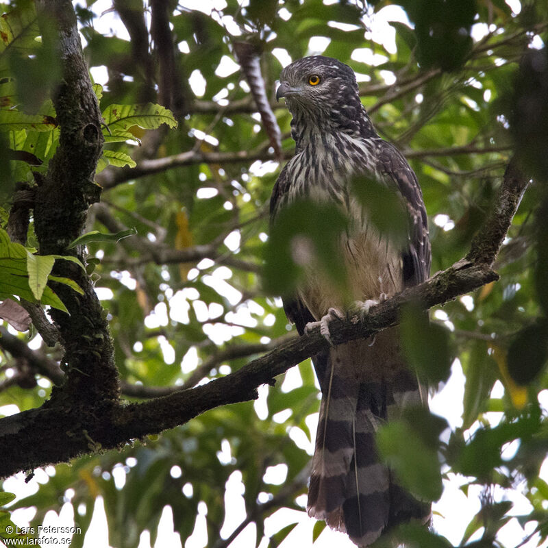 Long-tailed Honey Buzzard