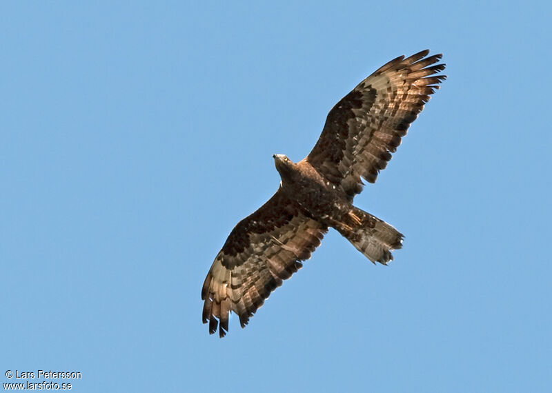 European Honey Buzzard