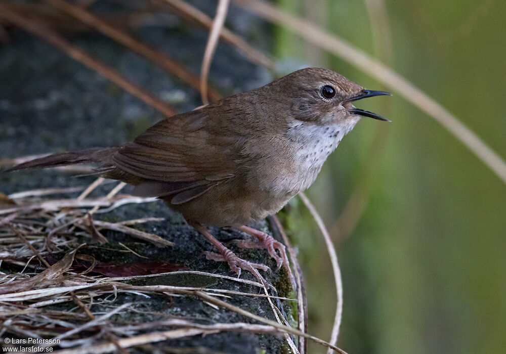 Bouscarle de Taïwan