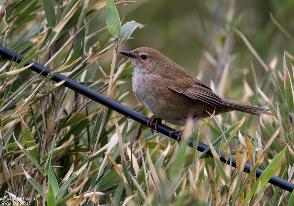 Bouscarle de Taïwan