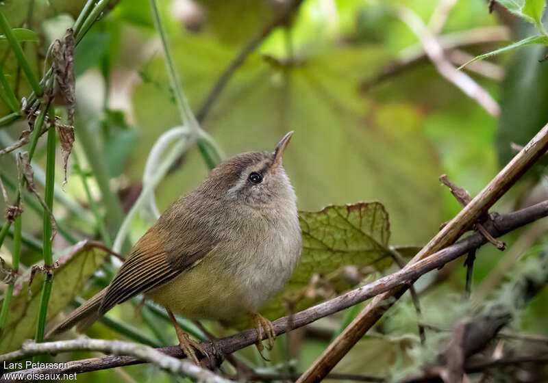 Bouscarle de Verreauxadulte, identification