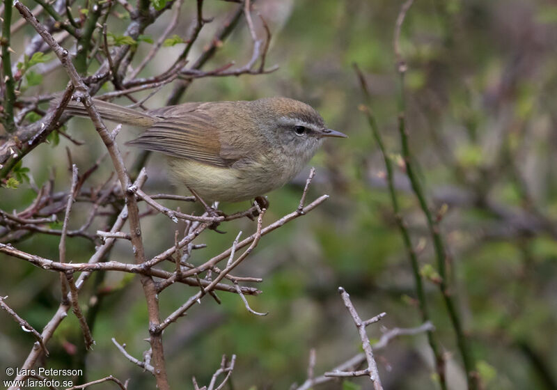 Yellow-bellied Bush Warbler