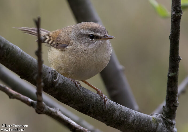 Yellow-bellied Bush Warbler