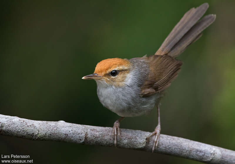 Fiji Bush Warbler