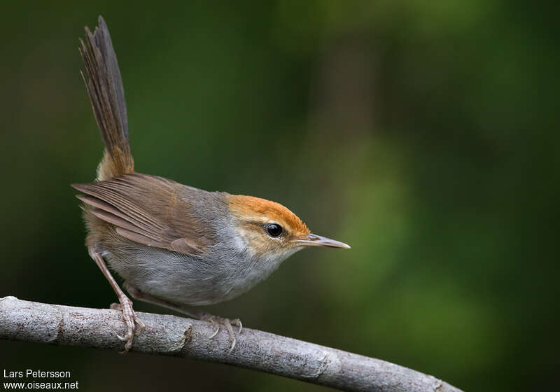 Bouscarle des Fidjiadulte, identification