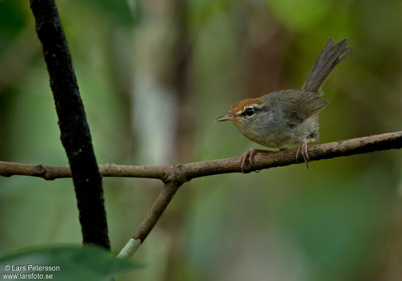 Fiji Bush Warbler