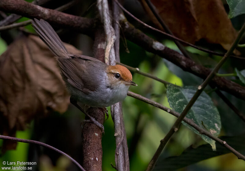 Fiji Bush Warbler