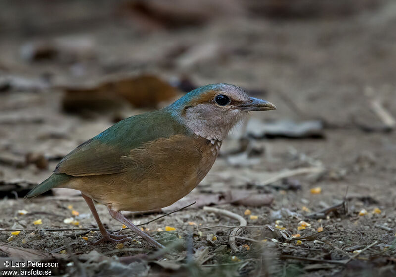 Blue-rumped Pitta