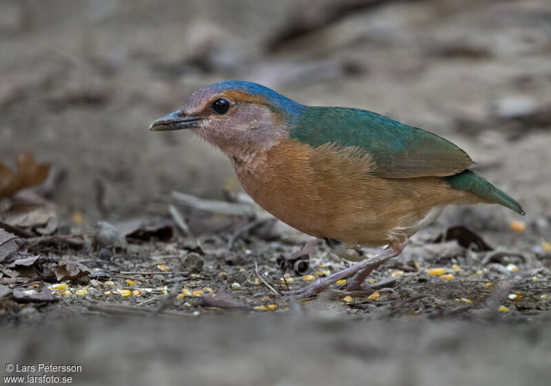 Blue-rumped Pitta