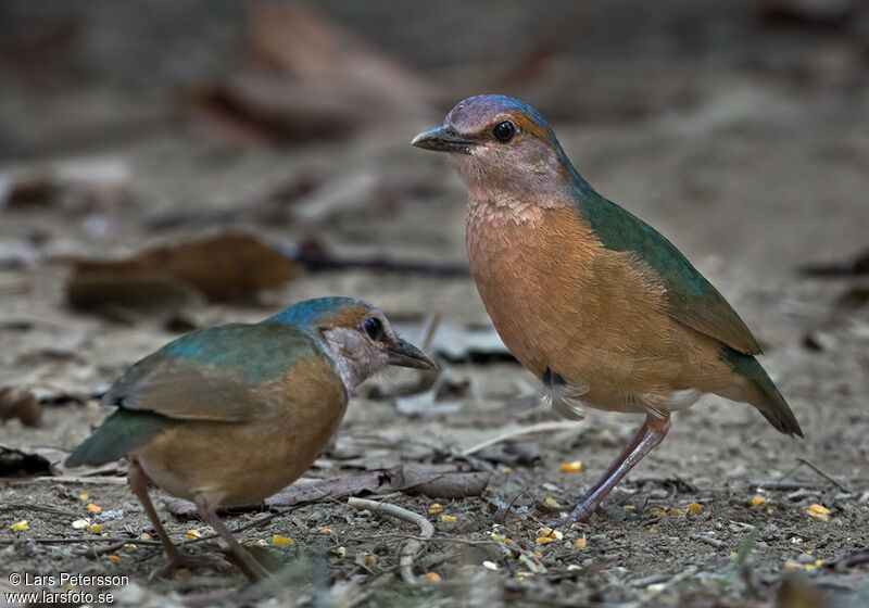 Blue-rumped Pitta