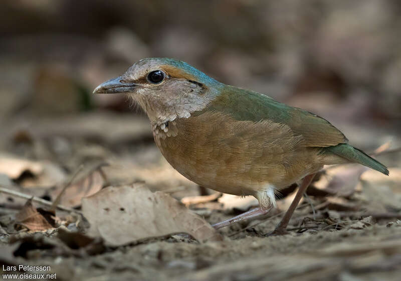 Brève à dos bleuadulte, identification