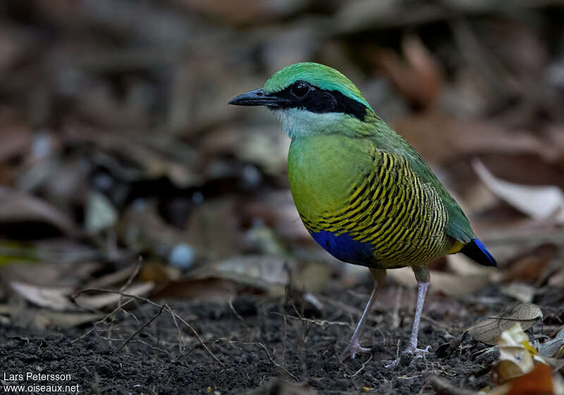 Bar-bellied Pitta male adult, close-up portrait, pigmentation