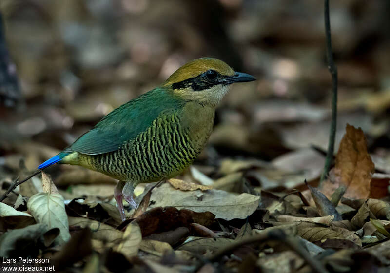 Bar-bellied Pitta female adult, identification