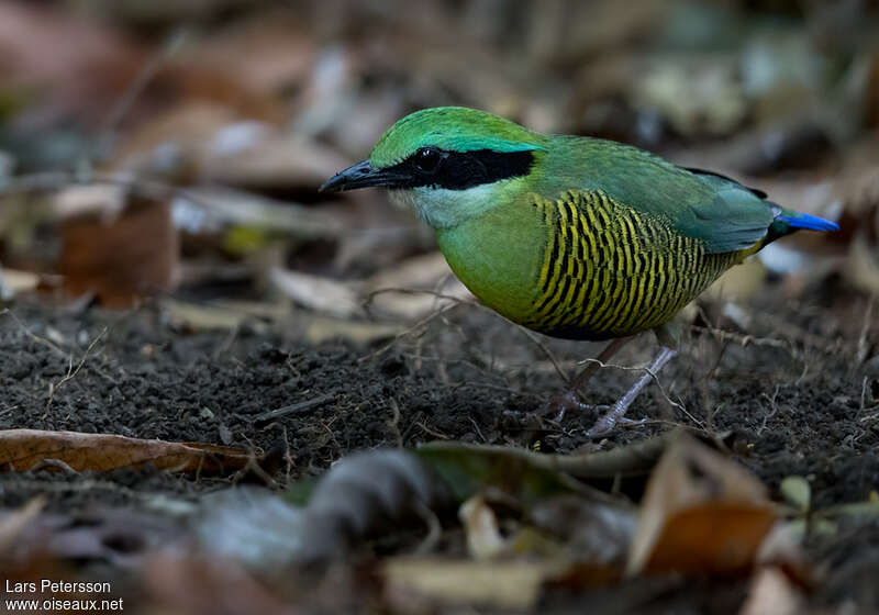 Brève d'Elliot mâle adulte, identification