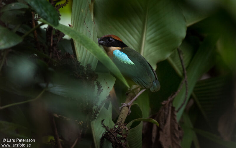 Black-faced Pitta