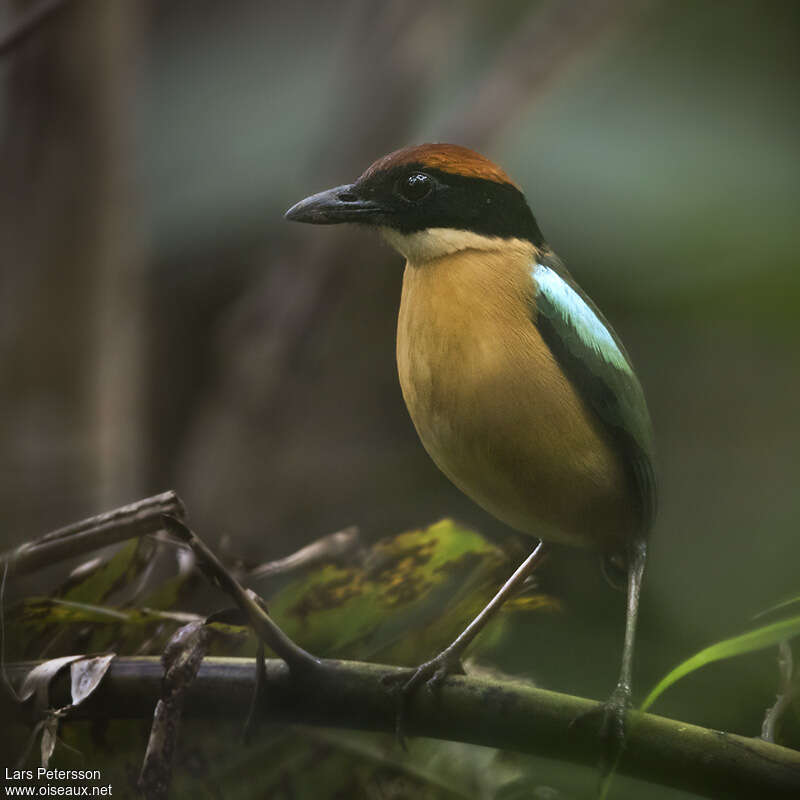 Black-faced Pitta