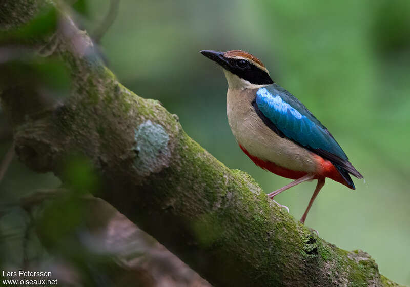 Fairy Pittaadult, identification