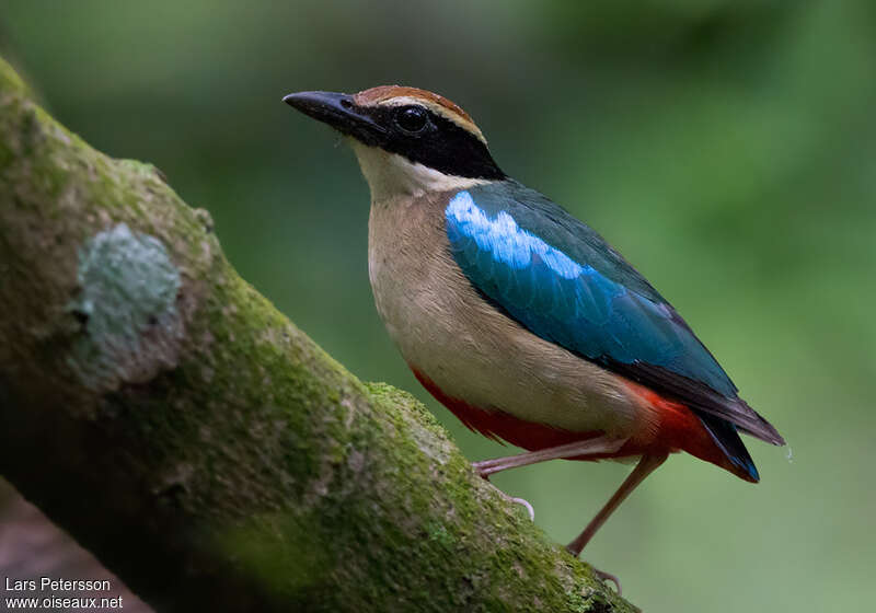 Fairy Pitta