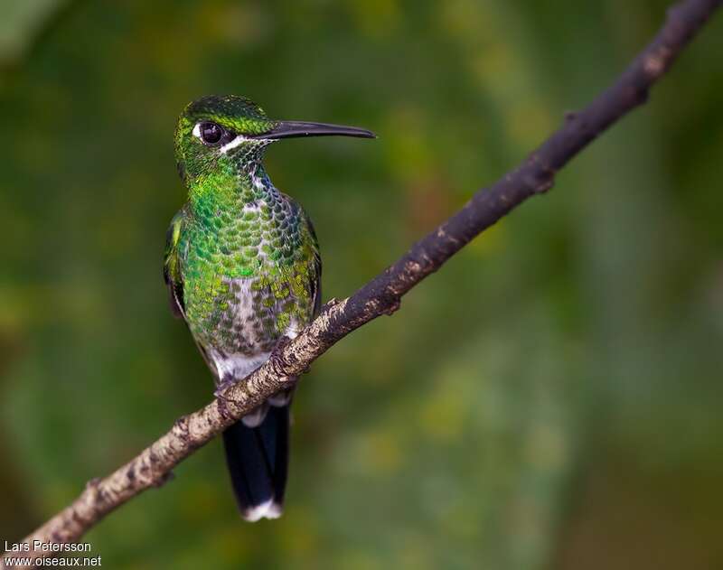 Green-crowned Brilliant female adult, close-up portrait