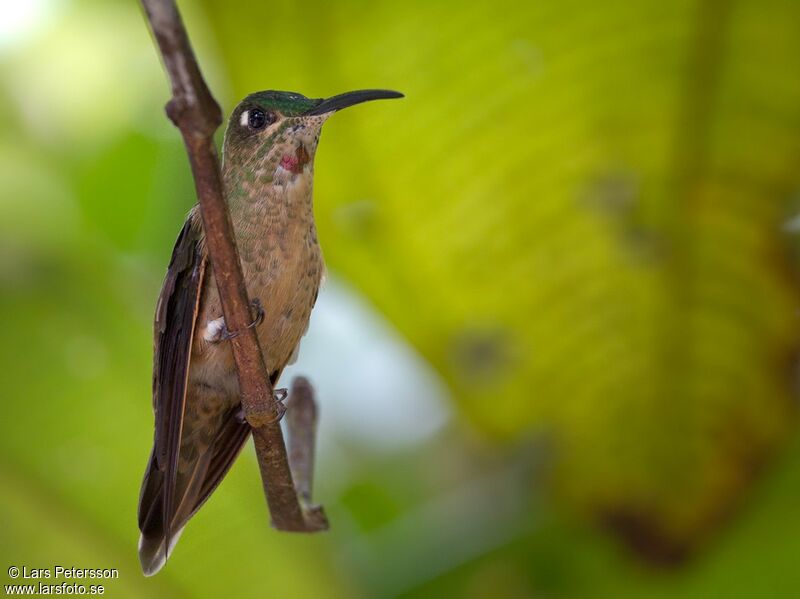 Fawn-breasted Brilliant